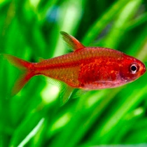 Hyphessobrycon amandae - Tetra amande M